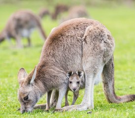 23 Tage Melbourne nach Adelaide Überland Wildlife Tour in Australien - Photo 1