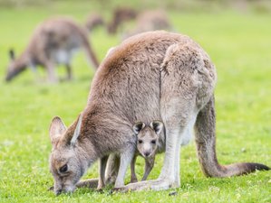 3 Day Melbourne to Adelaide Overland Wildlife Tour in Australia