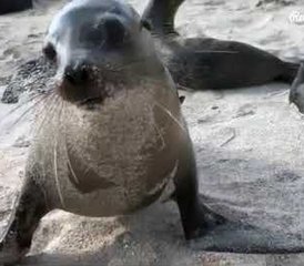 13 días de lujo en las Galápagos con crucero e islas, Ecuador - Photo 5