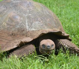 7-Daagse Beste van Galápagos Wildlife Tour op San Cristóbal en Santa Cruz, Ecuador - Photo 3