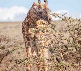 7 Day Northern Circuit Tanzania Safari at Tarangire, Manyara, Ngorongoro, and Serengeti - Photo 2
