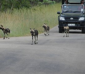3 Day Classic Kruger Park Safari in South Africa - Photo 2