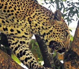 3 jours safari faunique au parc national de Murchison Falls avec promenade au sommet des chutes, Ouganda - Photo 3