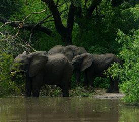 7 jours safari privé au parc national du Serengeti et au-delà, Tanzanie - Photo 5