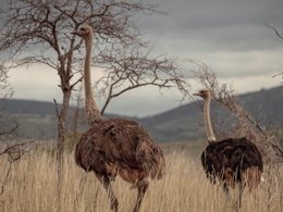 Oudtshoorn Retreats & Trips