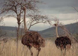 Oudtshoorn Retraites en Reizen
