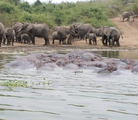 9 Day Wildlife and Gorilla Safari in Rwanda and Uganda - Photo 4