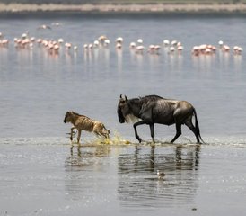 6 Day The Great Migration Calving Season Safari in Tarangire, Ndutu Plains, and More in Tanzania - Photo 2