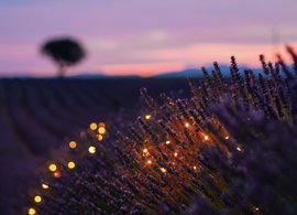 Provence Retreats & Trips