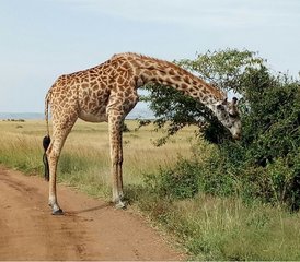 5 Tage Kenia Aufregende Budget-Safari im Masai Mara, Lake Naivasha und Lake Nakuru Nationalparks - Photo 2
