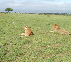 5 Tage Safari des Wanderns mit Nashörnern und den Big Five in Uganda - Photo 2