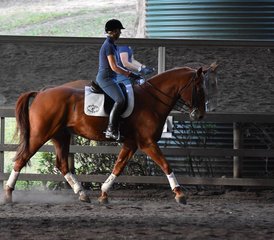 23-Daagse getaway - korte paardensportpauze in Yarra Valley - Photo 1
