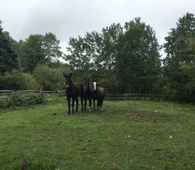 2 Tage Campingabenteuer und Reiturlaub im Riding Mountain National Park, Kanada - Photo 2