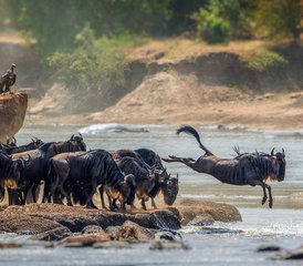 2 Tage Tansania Safari von Sansibar nach Tarangire und Ngorongoro - Photo 4