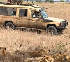 8 Day Best Tanzania Comfort Safari Migration River Crossing and Masai Boma Visit - Photo 5