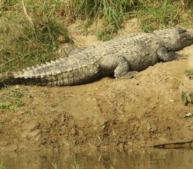 3 días de safari por la selva con pensión completa en Chitwan, Nepal - Photo 2