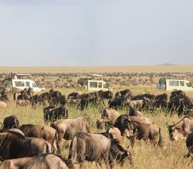 9 Tage Große Gnu-Wanderung und Heißluftballon Safari in Tansania - Photo 3
