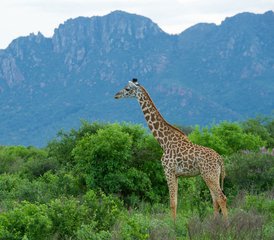 4 Tage Kenia Safari in Amboseli, Tsavo West und Ost Nationalparks - Photo 3
