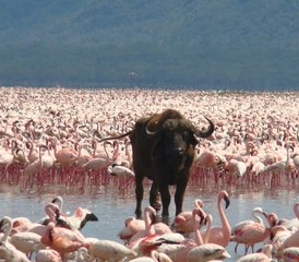 7 días de safari privado emocionante en Kenia - Photo 4