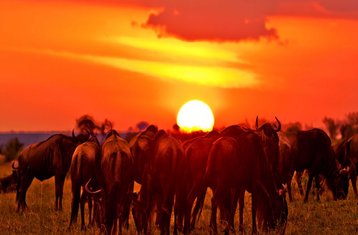 4 Tage Mara- und Nakuru-Safari in Kenia