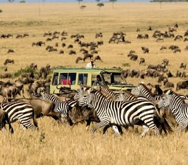 105 jours en stage de safari ultra-luxueux au parc national du Serengeti, Tanzanie - Photo 1