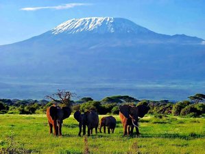 1 Tage Nichtwohnendes Safari im Amboseli-Nationalpark, Kenia