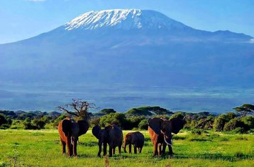 1 Tage Nichtwohnendes Safari im Amboseli-Nationalpark, Kenia