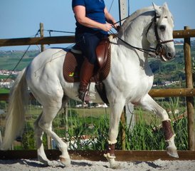 6 Day Normal Dressage Holiday with Lusitano Horses in Alenquer, Centro Region, Portugal - Photo 2
