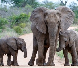 3 Tage Beste Natur-Safari im weltberühmten Kruger-Nationalpark ab Kapstadt, Südafrika - Photo 4