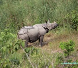 6 Tage Safari im Chitwan-Nationalpark und Himalaya-Tour in Nepal - Photo 2
