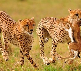 3-Daagse Groepssafari in Maasai Mara, Kenia - Photo 3