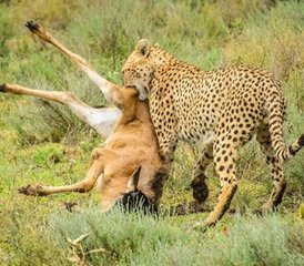 16 Tage Wildtierabenteuer und tropischer Strandurlaub: Tansania-Safari und Sansibar-Erlebnis - Photo 5