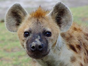 14 Day Highlights of Zambia Safari in Lower Zambezi, Kafue, and South Luangwa National Parks
