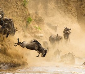 7 jours en stage de safari écologique au Masai Mara, au Serengeti, au Ngorongoro et à Amboseli, Kenya et Tanzanie - Photo 3