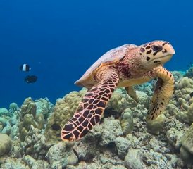 8 jours en stage de yoga et snorkeling aux Maldives - Photo 4