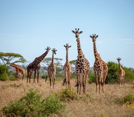 4 jours safari éléphants : découverte de la Tanzanie avec une approche durable du voyage, Tanzanie - Photo 4