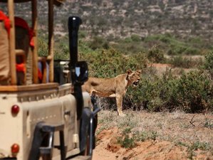 4 Day Kenya Mid-Range Safari at Masai Mara National Reserve and Lake Nakuru National Park