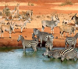 7 días de safari por Masái Mara, Naivasha, Amboseli y el Parque Nacional de Tsavo Oeste en Kenia - Photo 2
