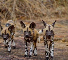 3 días de safari en la reserva de fauna salvaje de Selous desde Dar es Salaam - Photo 3