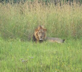 6 Tage Mobile Safari mit Voller Versorgung - Photo 3