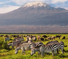 118-Daagse Safari Tour in Amboseli, Tsavo en Mombasa, Kenia - Photo 1