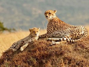 7 Day Treetops Safari in Aberdare, Samburu, Lake Nakuru, and Masai Mara Tour in Kenya
