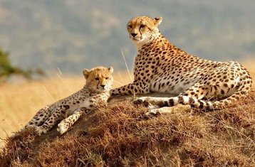 7 Tage Treetops Safari im Aberdare, Samburu, Lake Nakuru und Masai Mara in Kenia