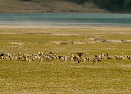 Zanskar Retreats & Trips