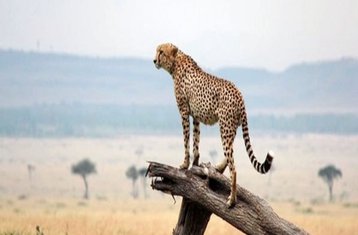 5 Tage Kenia Safari von Wilderness zu den Seen in Kenia