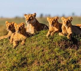 5 jours en stage de safari ultra-luxueux au parc national du Serengeti, Tanzanie - Photo 4