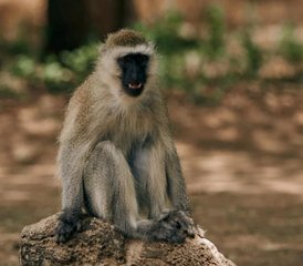 5-Daagse Zanzibar naar Serengeti Privé Safari Migratie en Ngorongoro Wonderen in Tanzania - Photo 3