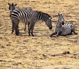 12 jours en stage de safari à Lake Nakuru, Masai Mara, Serengeti, Lake Manyara et plus au Kenya et en Tanzanie - Photo 4