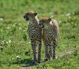 7 días de safari de la Gran Migración en Tanzania en Tarangire, Serengeti y el cráter del Ngorongoro - Photo 5