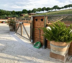 7 Day Luxury Jumping and Flatwork Training in the Italian Marche Countryside, Fermo - Photo 2